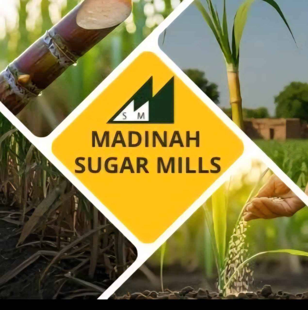 Madinah Sugar Mills